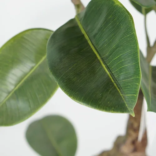 PLANTA ARTIFICIAL FICUS 140 CM